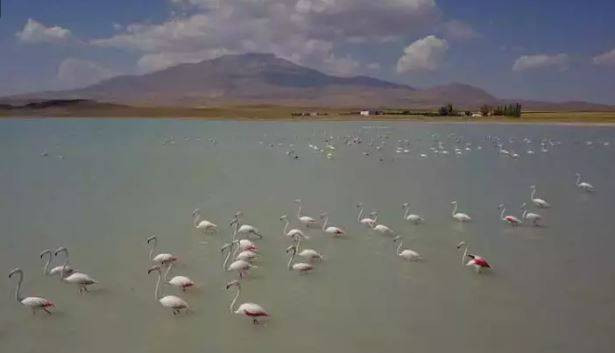 Arin Gölü'nde flamingo şöleni - Resim: 17